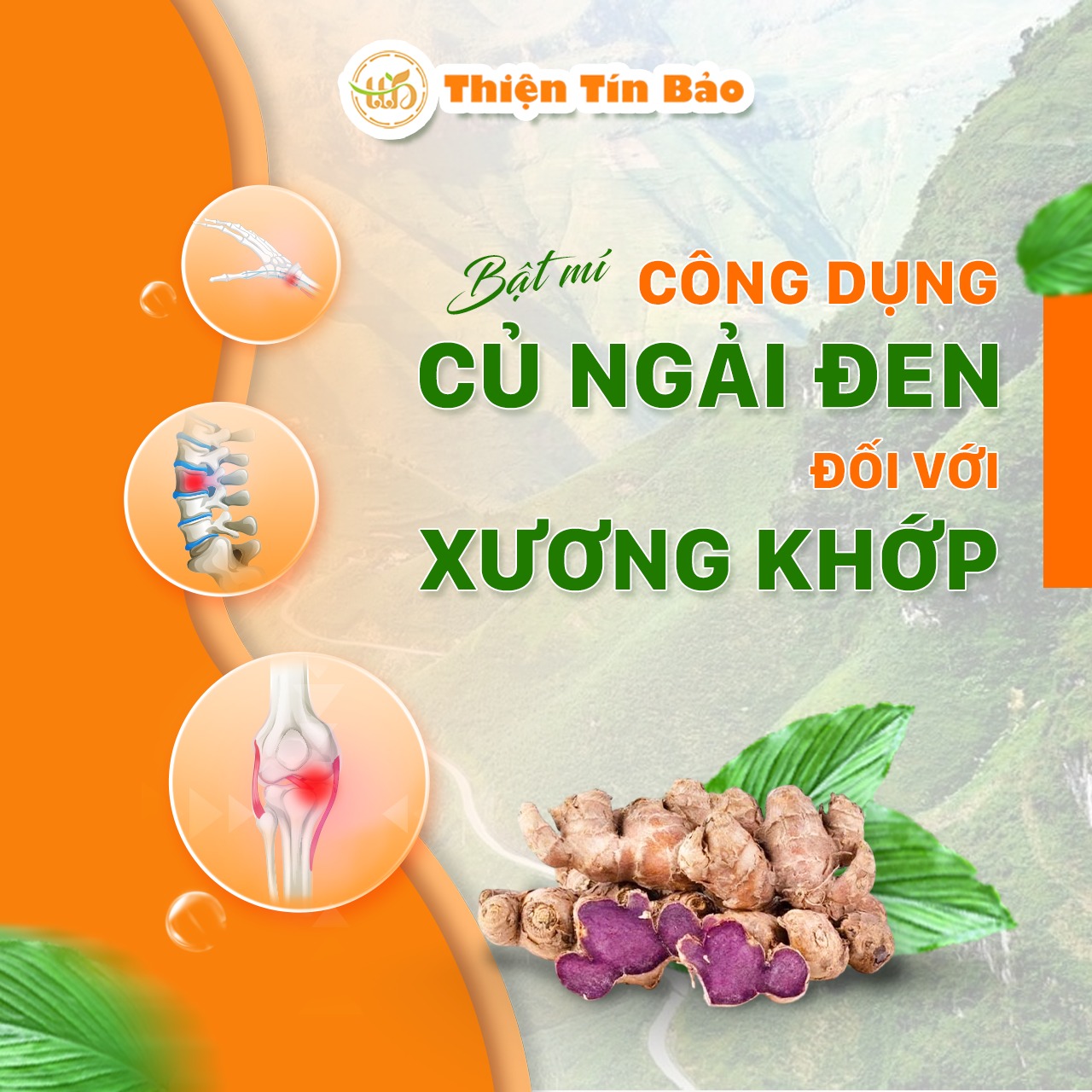 Bí mật công dụng củ ngải đen đối với xương khớp