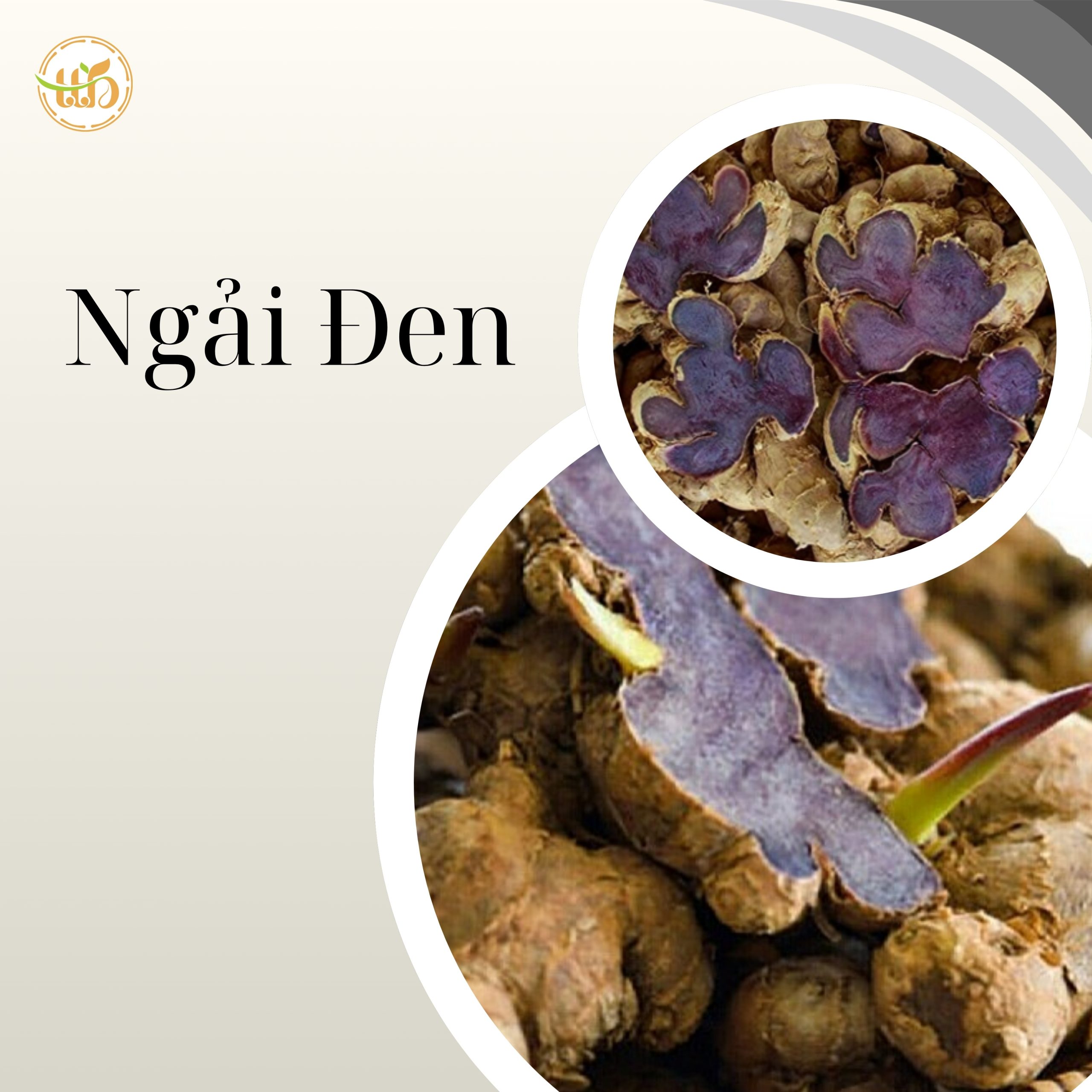 ngải đen