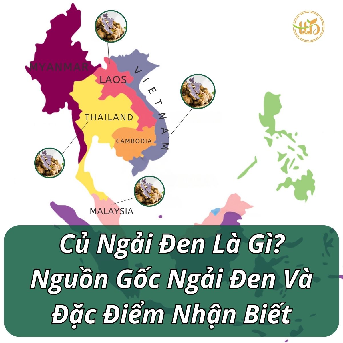 Củ ngải đen là gì? Nguồn gốc củ ngải đen