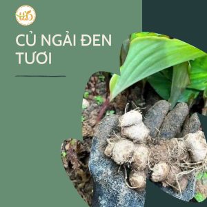 Cách Bảo Quản Ngải Đen Tươi Lâu Nhất