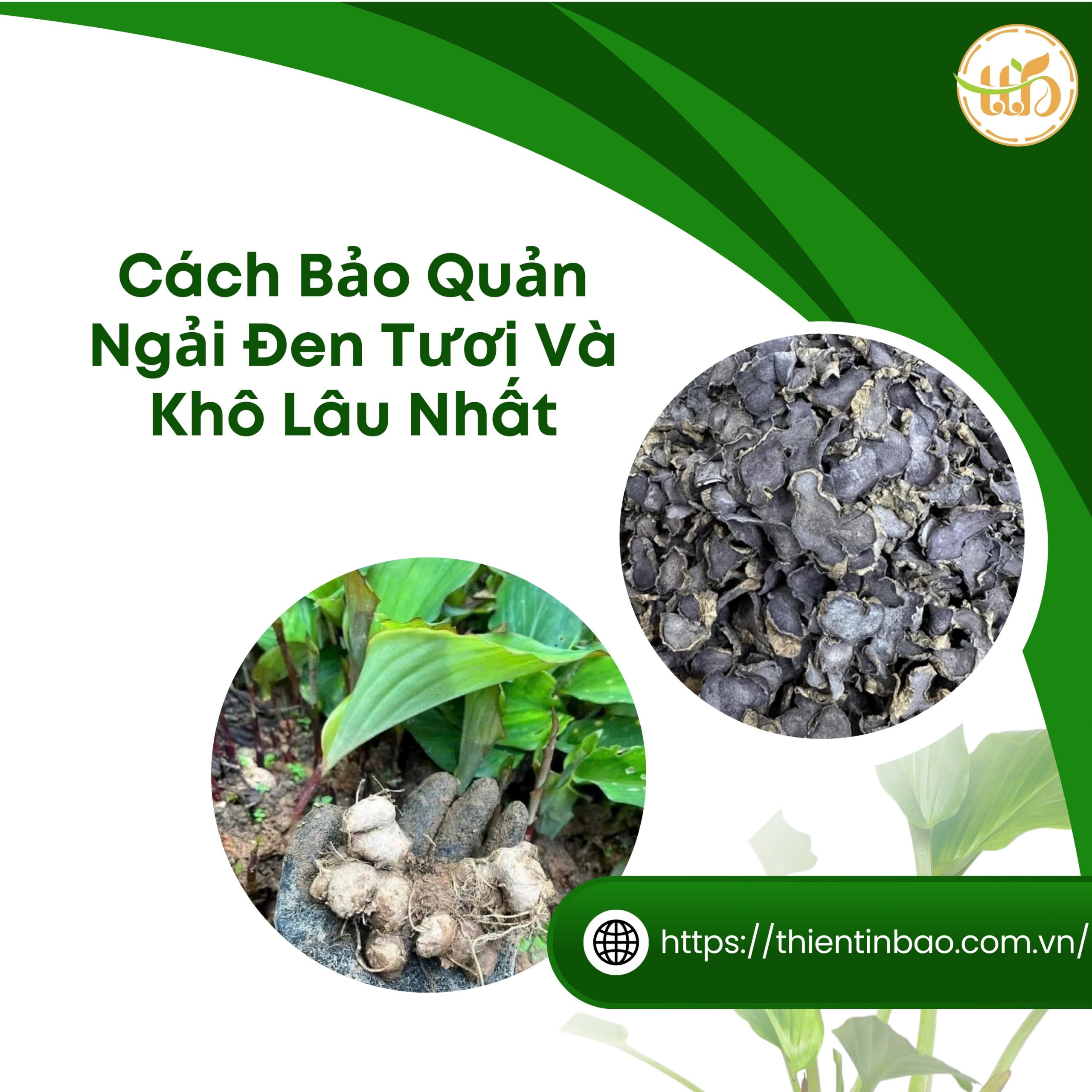Cách Bảo Quản Ngải Đen Tươi Và Khô Lâu Nhất