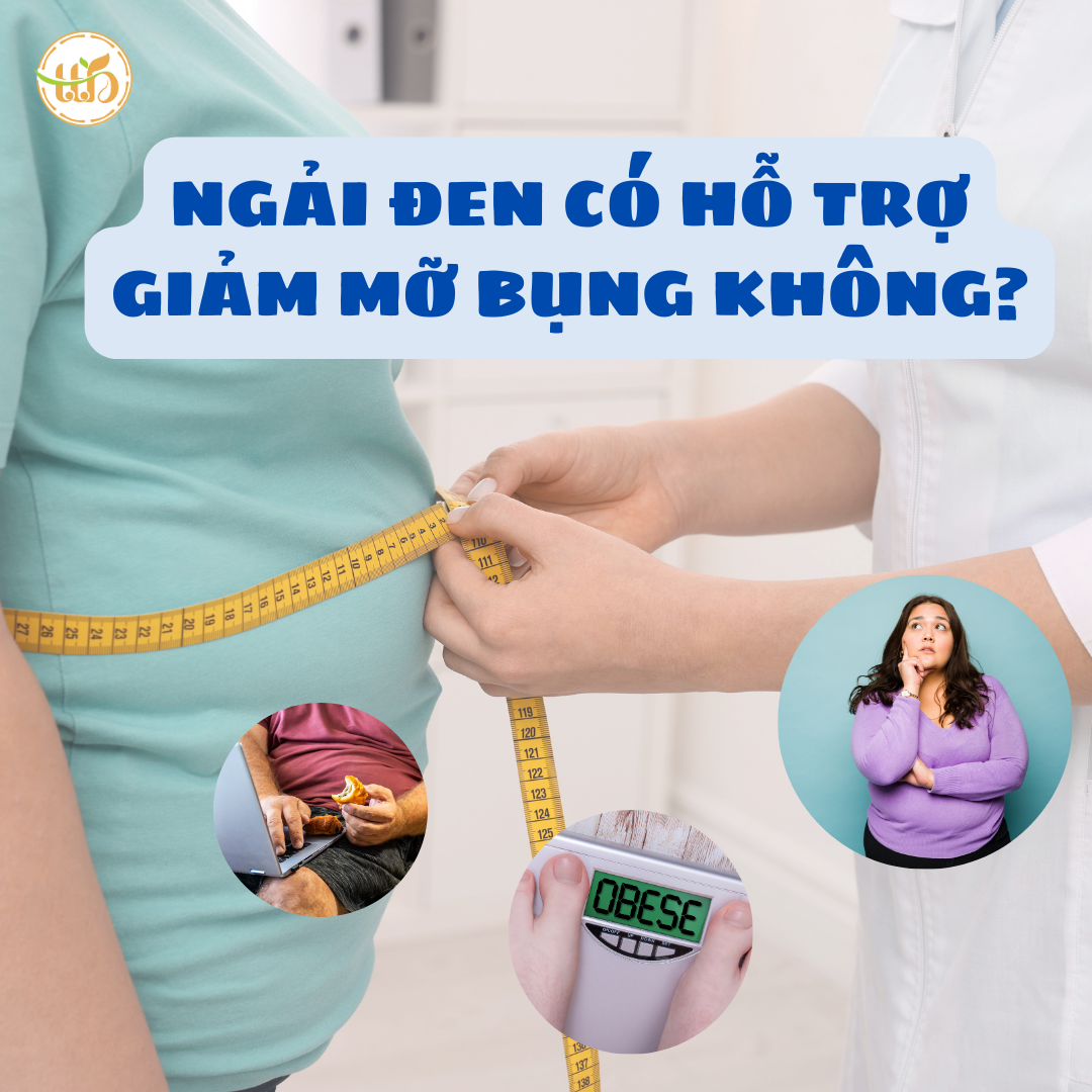 Ngải đen có hỗ trợ giảm mỡ bụng không
