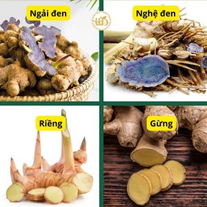 Phân biệt củ ngải đen với các loại củ khác