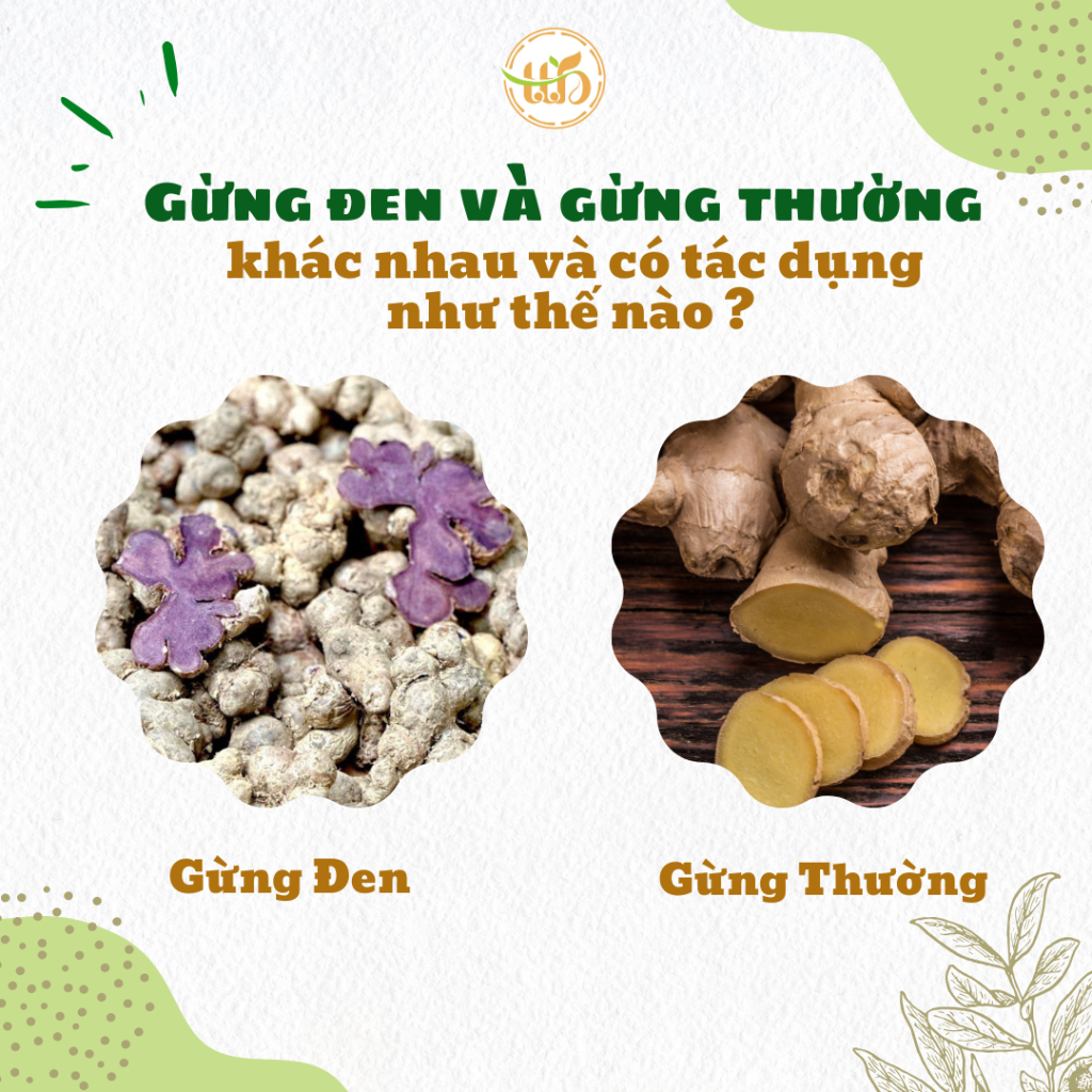 Phân biệt củ ngải đen với các loại củ khác