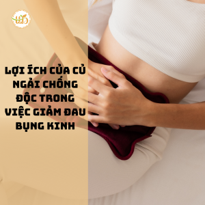 Giảm đau bụng kinh bằng củ ngải chống độc Thiện Tín Bảo